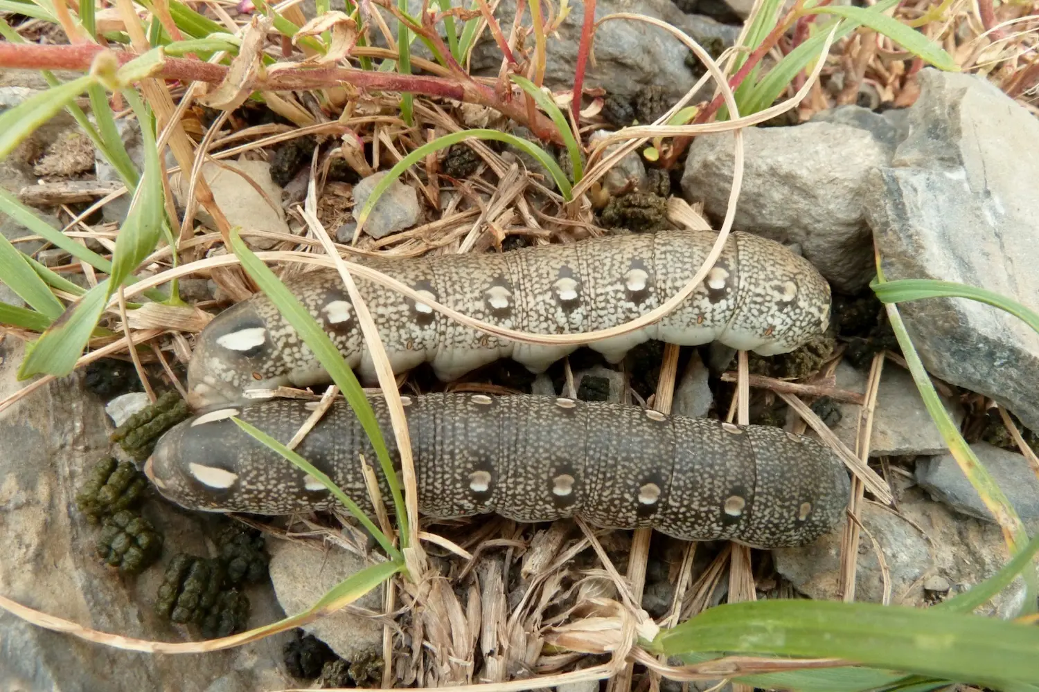 Bedstraw Hawk-moth — photo 3