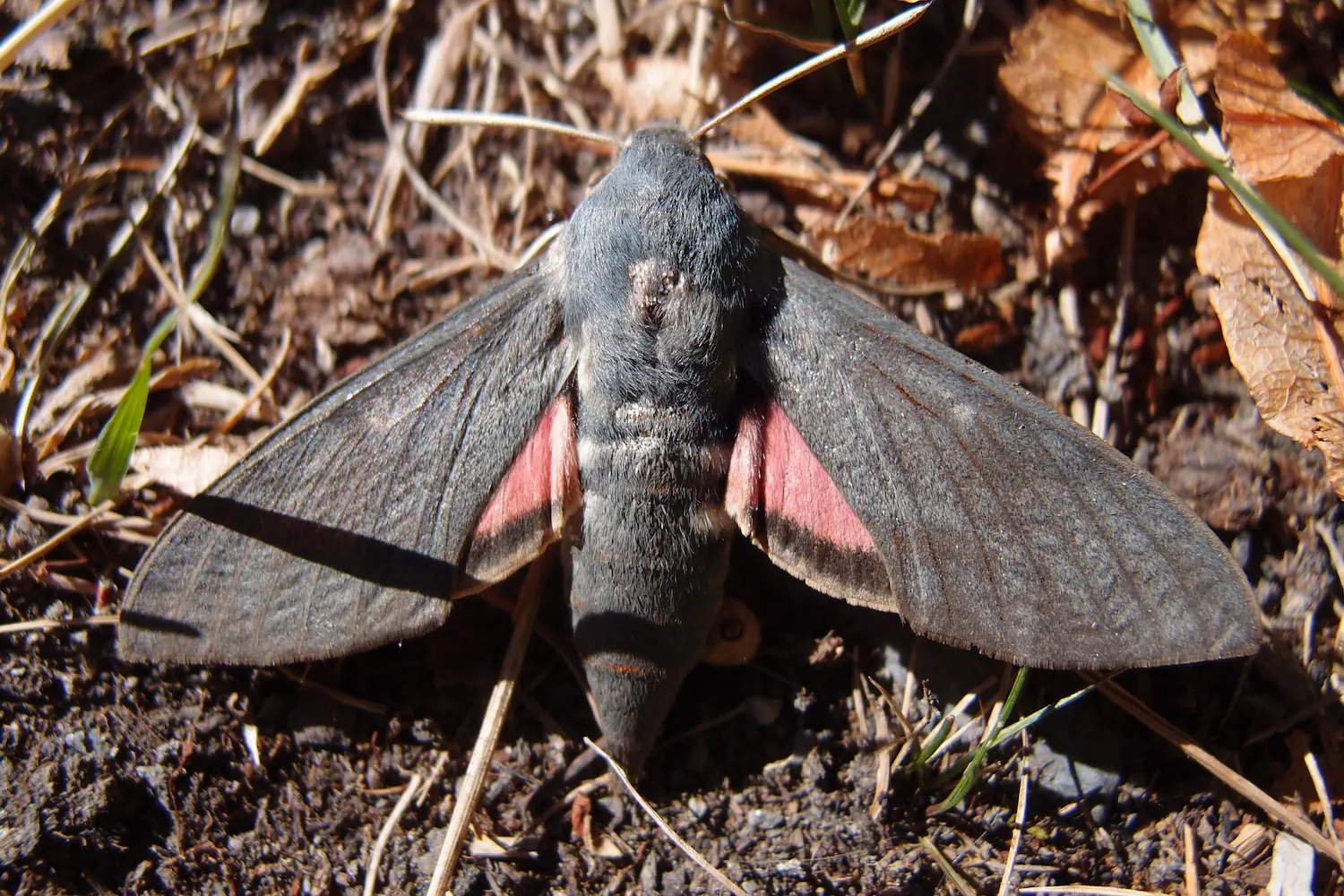 Bedstraw Hawk-moth — photo 4