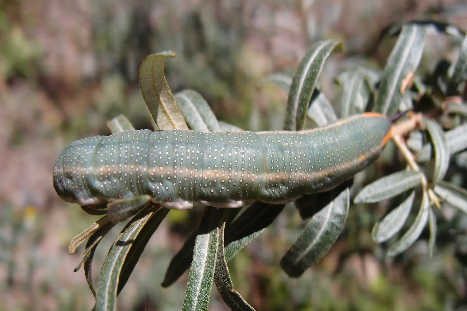 Le sphinx de l'argousier — photo 2