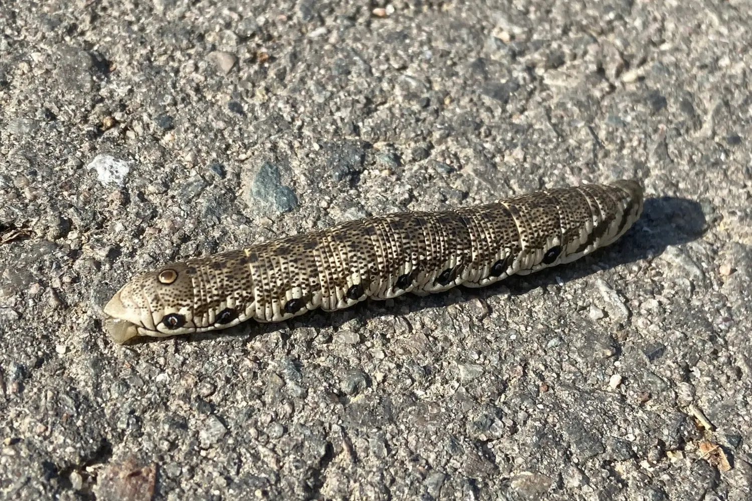 Le sphinx de l'épilobe — photo 2