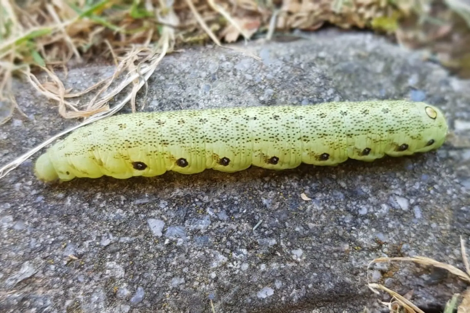 Le sphinx de l'épilobe — photo 3