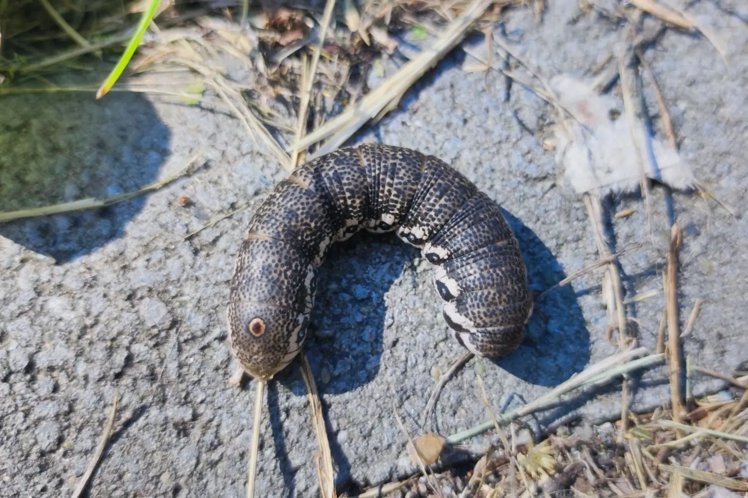 Le sphinx de l'épilobe — photo 4