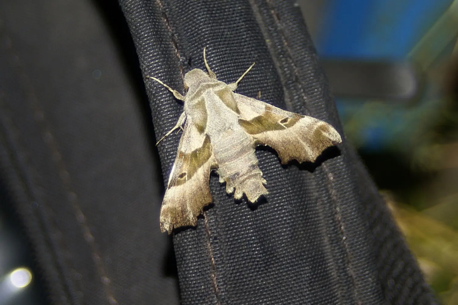 Le sphinx de l'épilobe — photo 5