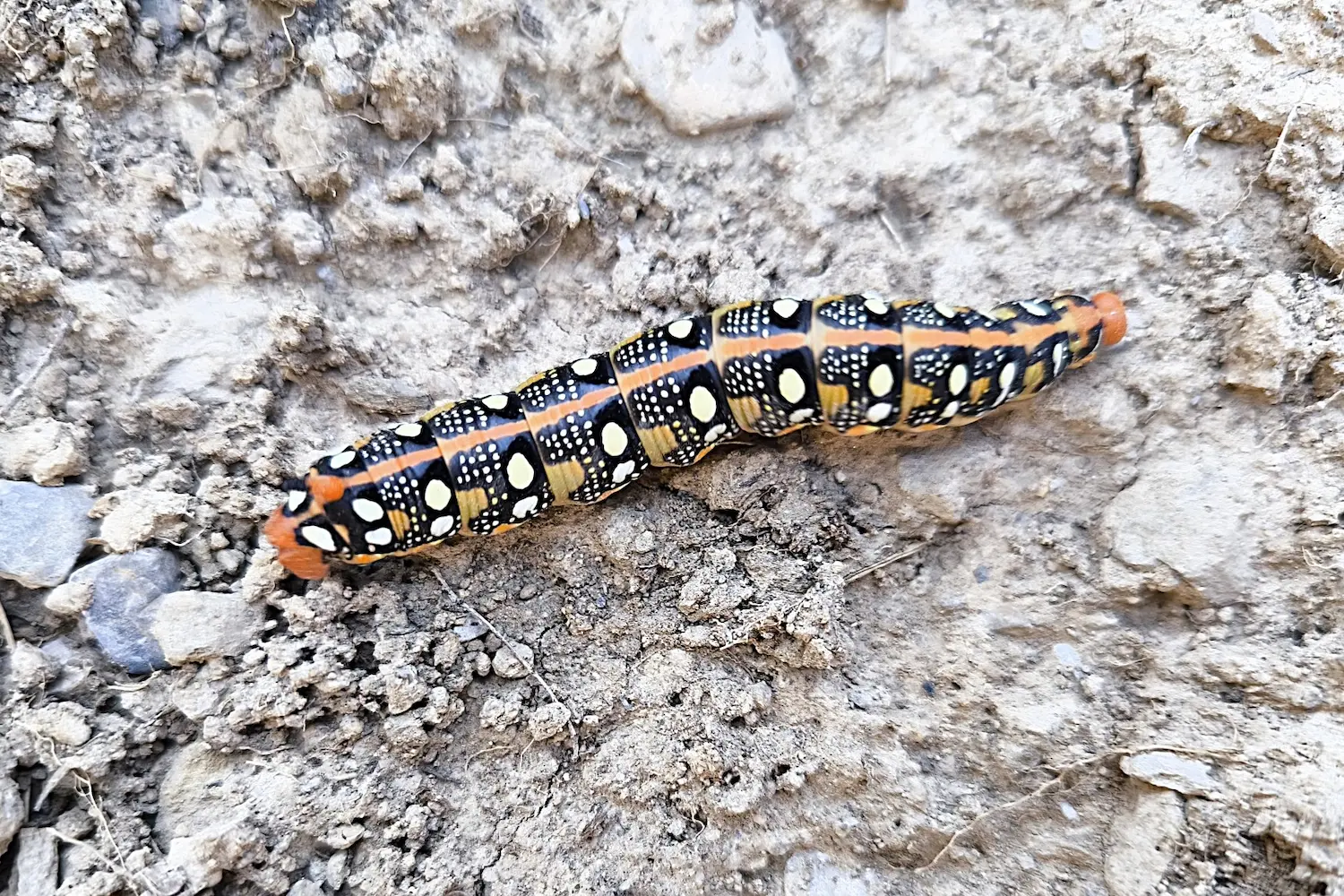 Le sphinx de l'euphorbe — photo 3