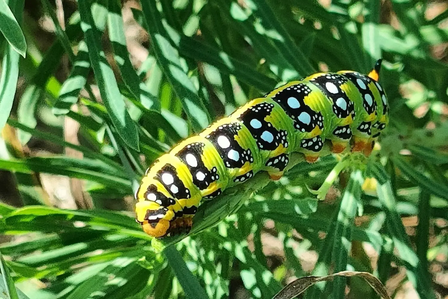 Le sphinx de l'euphorbe — photo 4