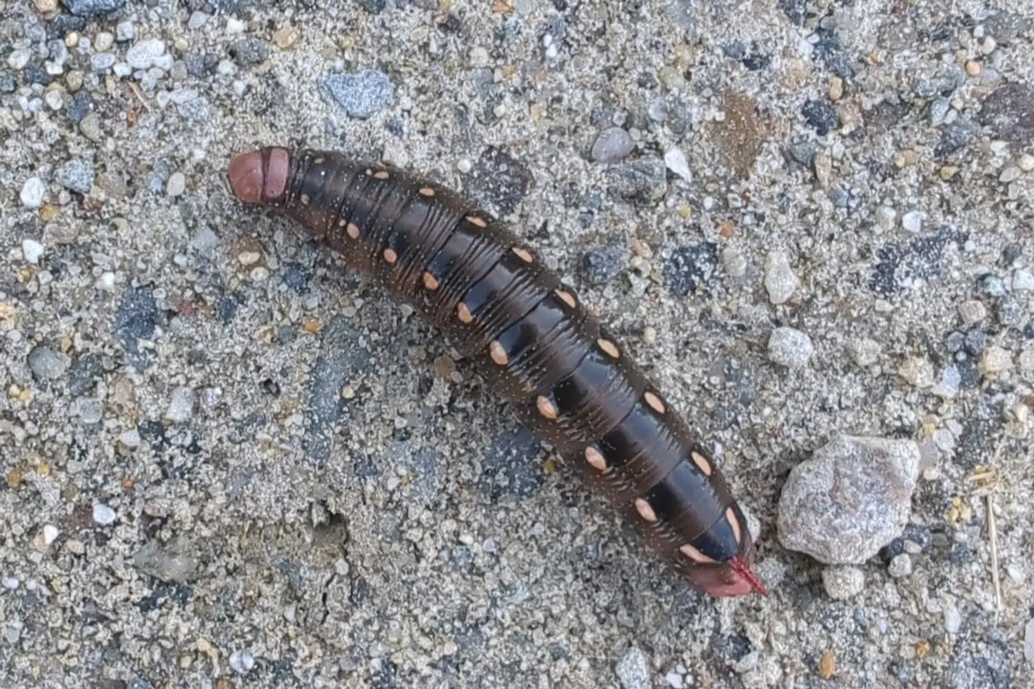 Le sphinx de la garance — photo 2