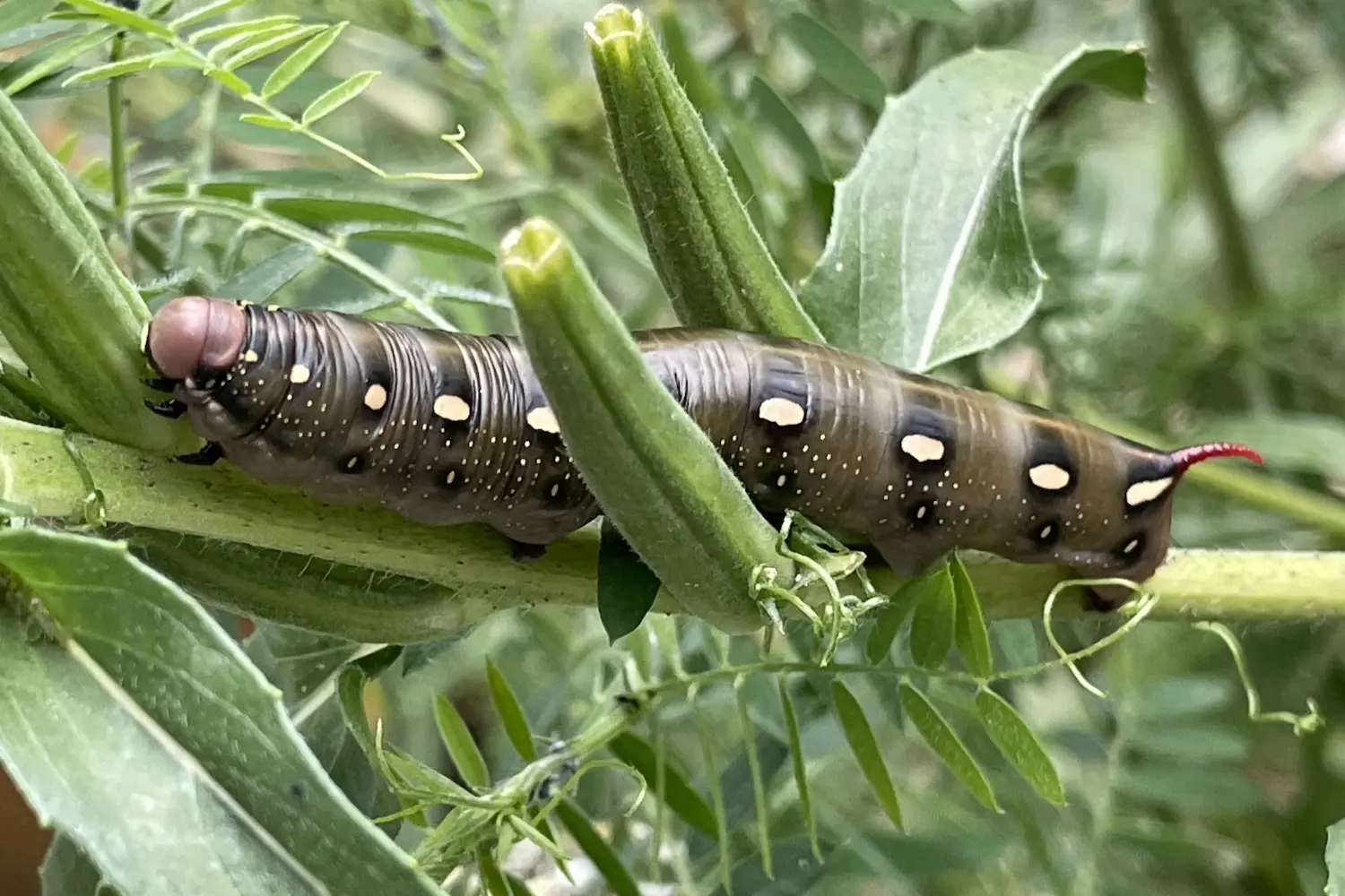 Le sphinx de la garance — photo 3