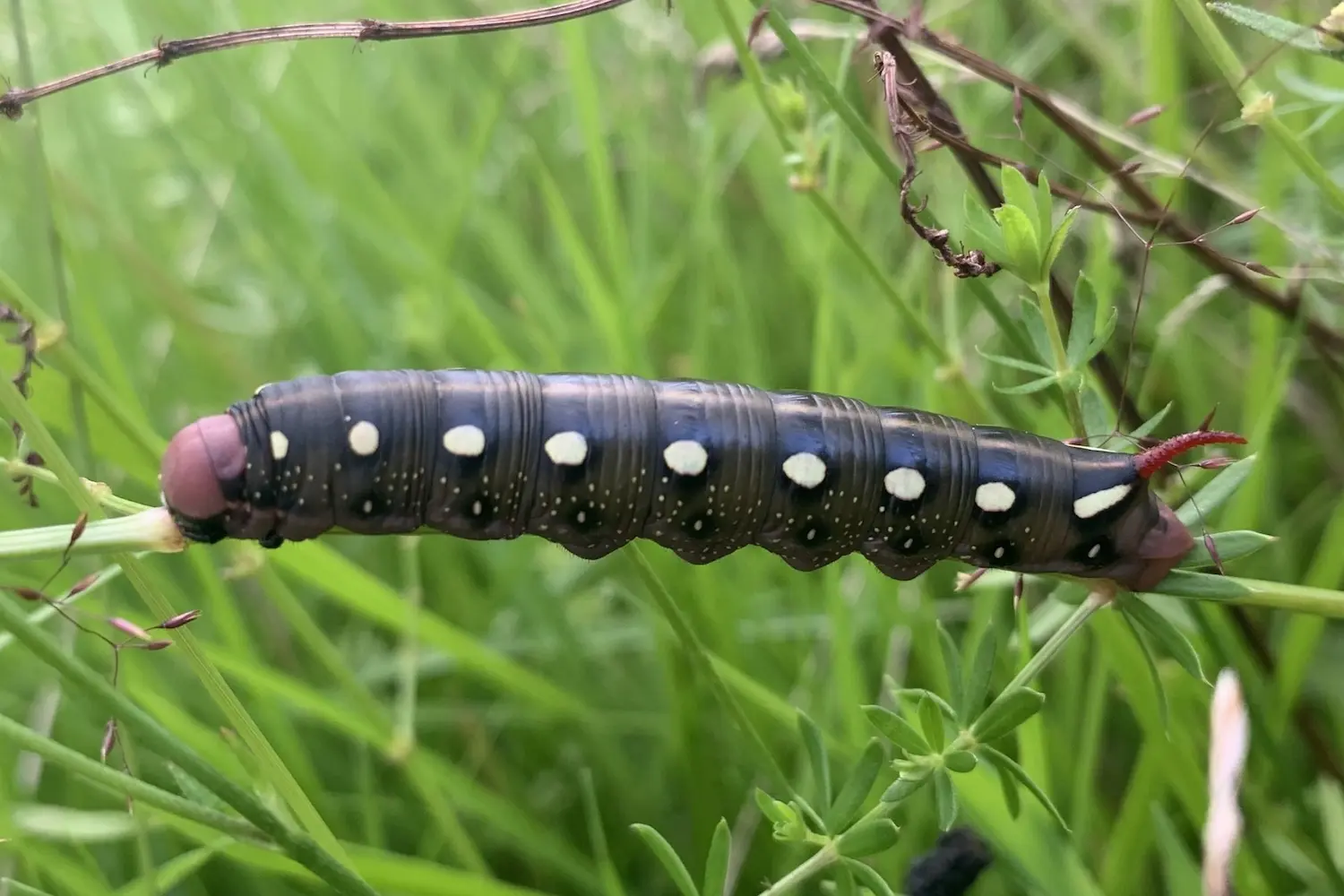 Le sphinx de la garance — photo 4