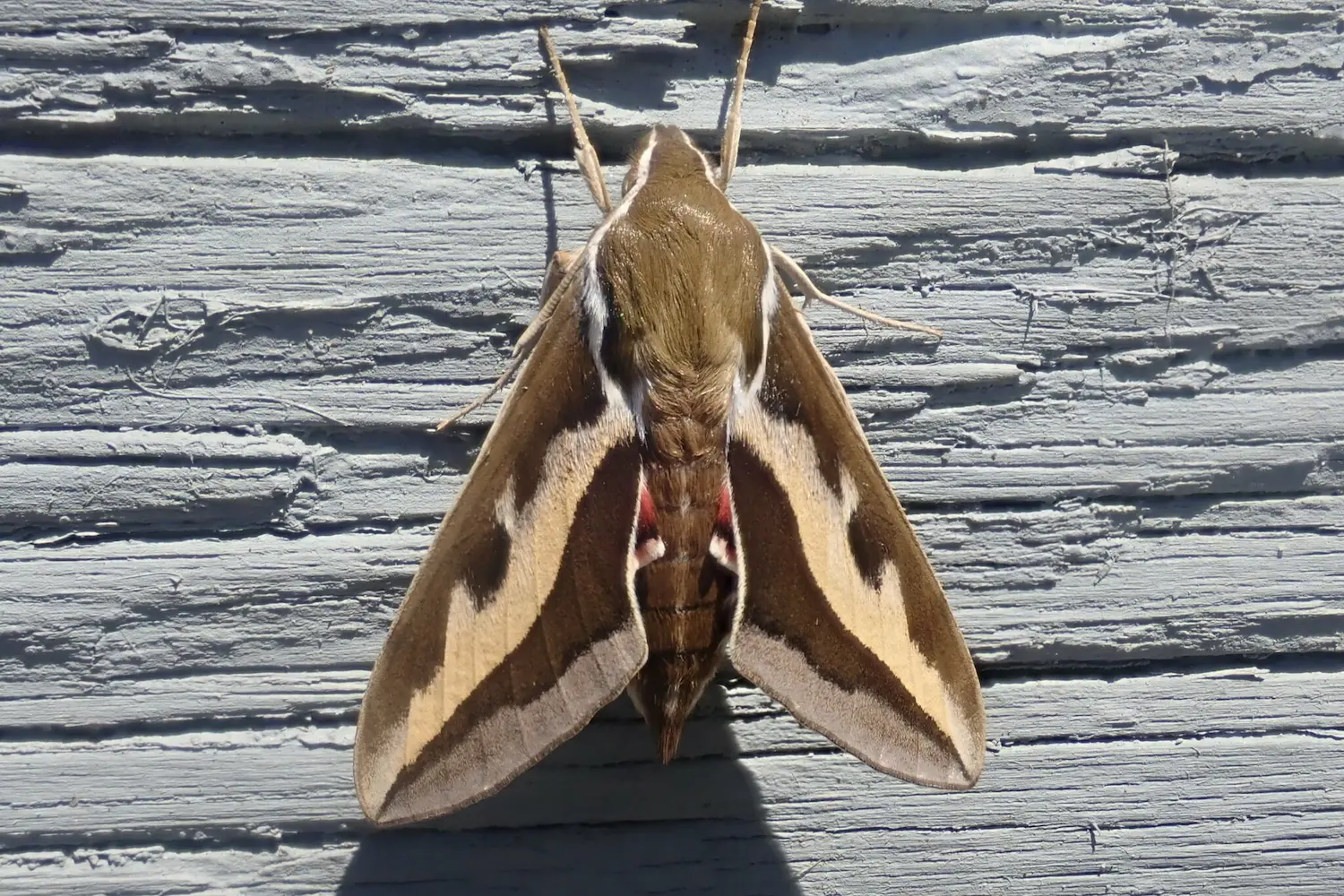 Le sphinx de la garance — photo 5