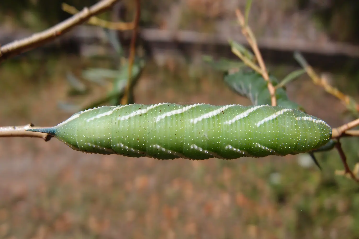 Le sphinx demi-paon — photo 2