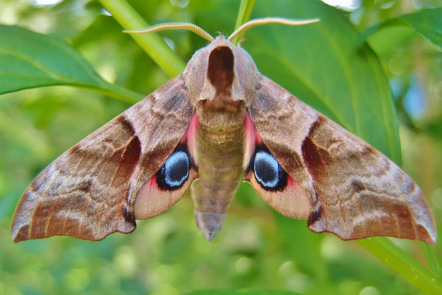 Le sphinx demi-paon — photo 4