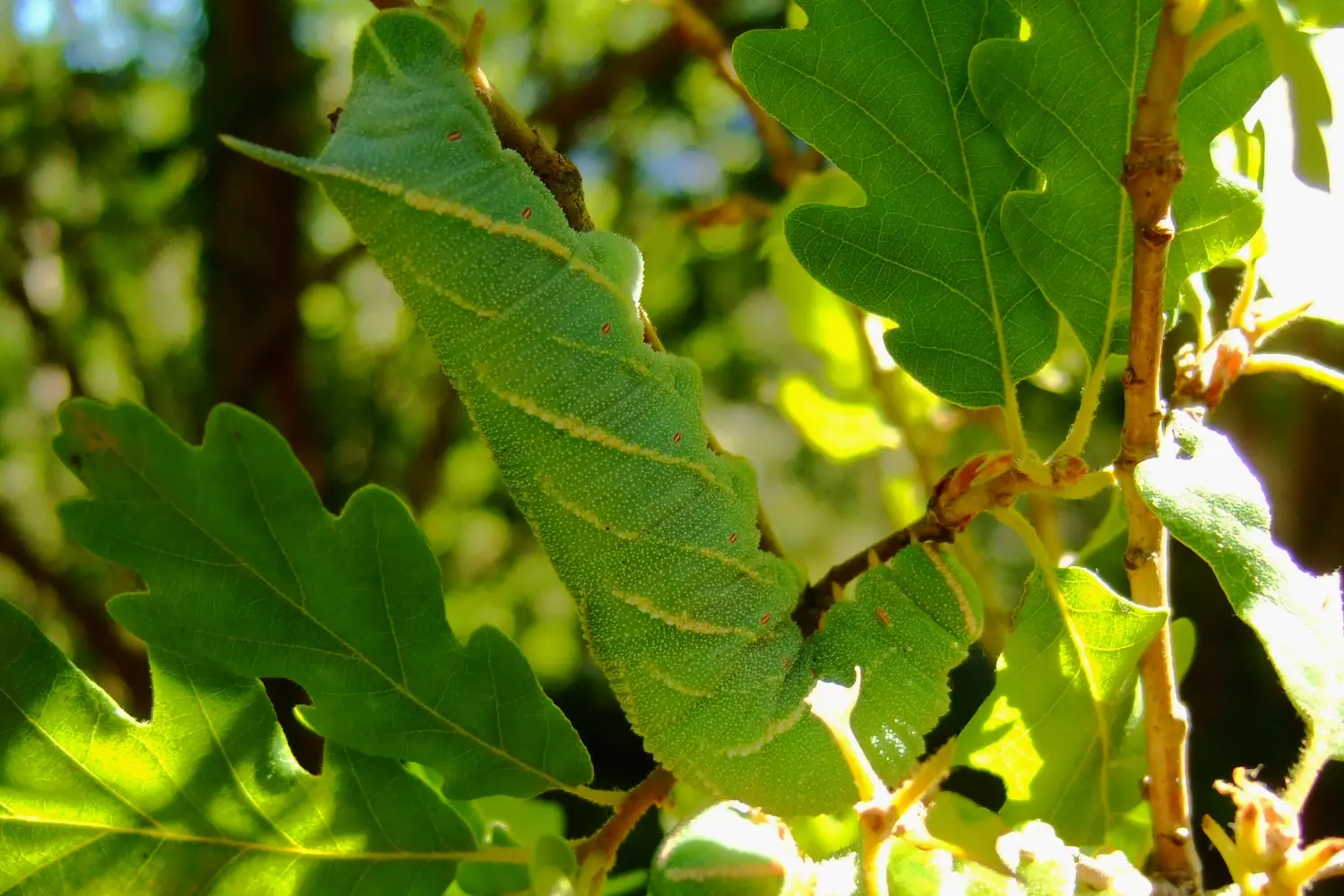 Le sphinx du chêne — photo 2