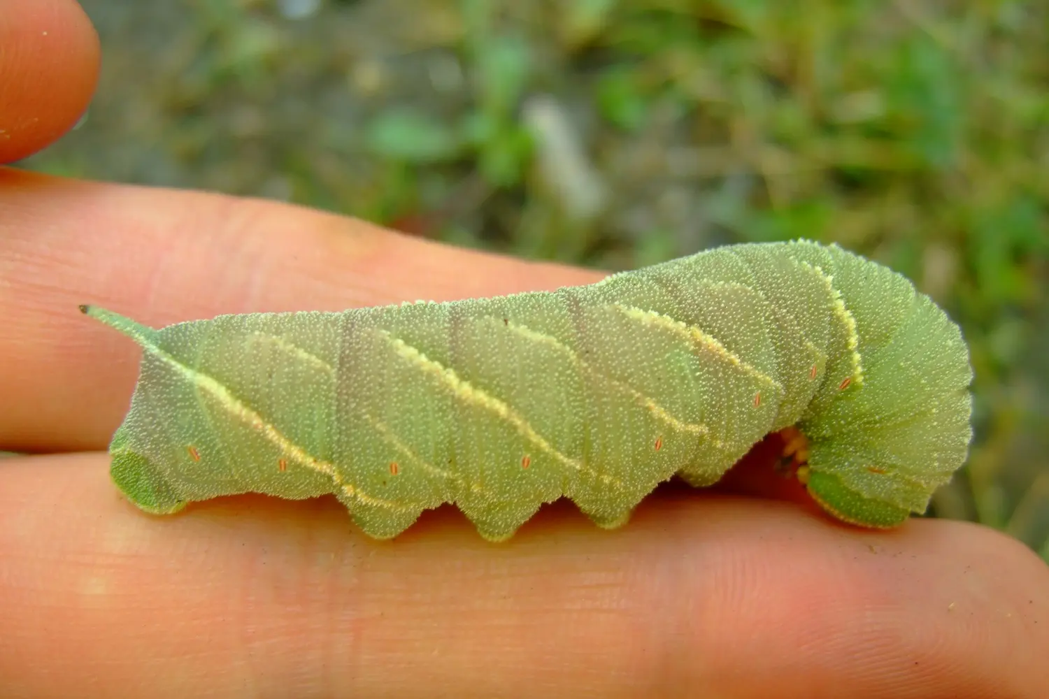 Le sphinx du chêne — photo 3