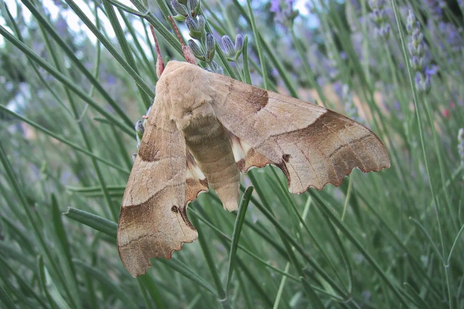 Le sphinx du chêne — photo 4