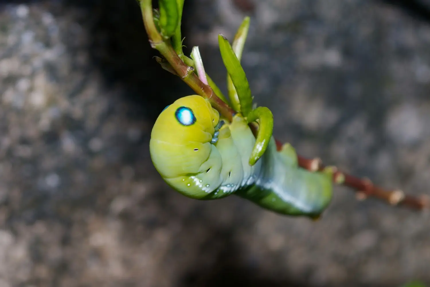 Le sphinx du laurier-rose — photo 2