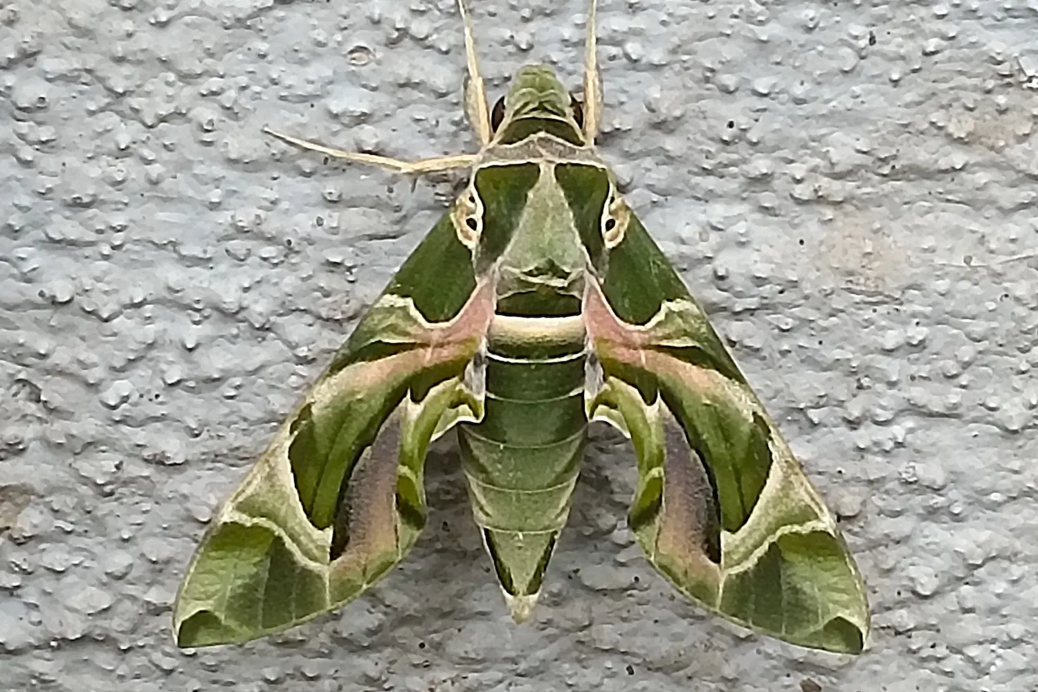 Le sphinx du laurier-rose — photo 5