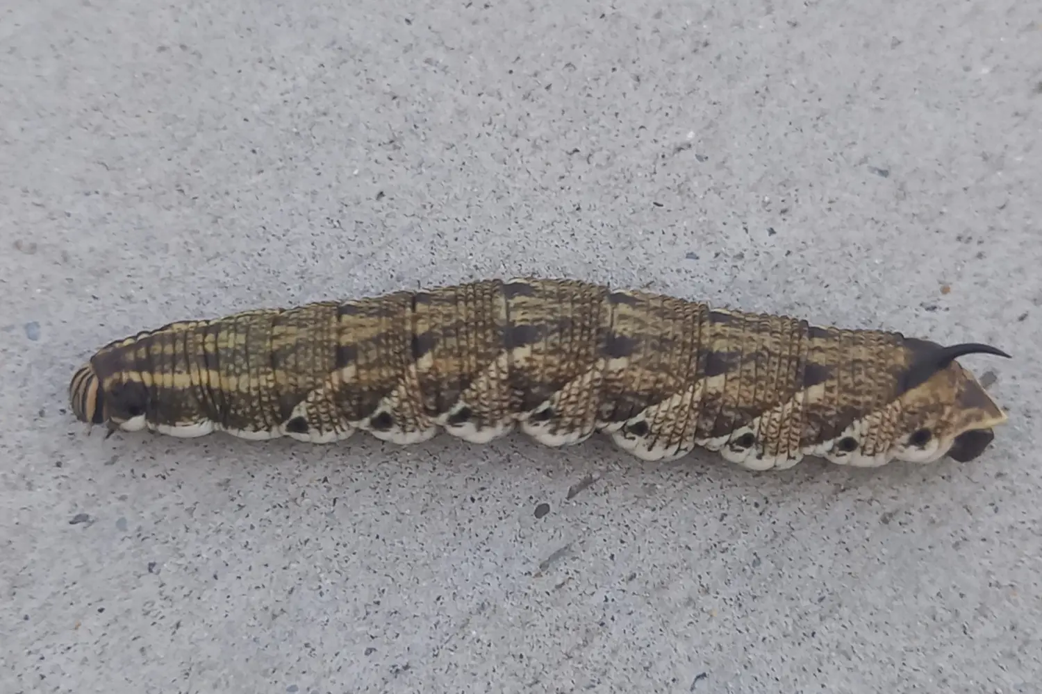 Le sphinx du liseron — photo 3