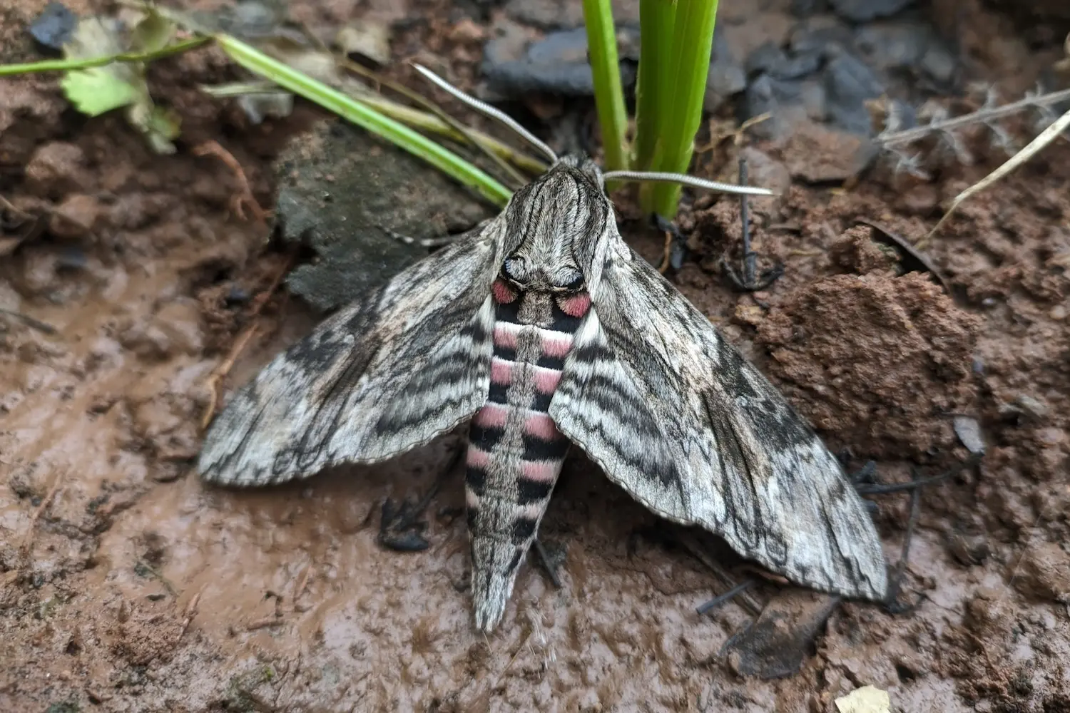 Le sphinx du liseron — photo 4