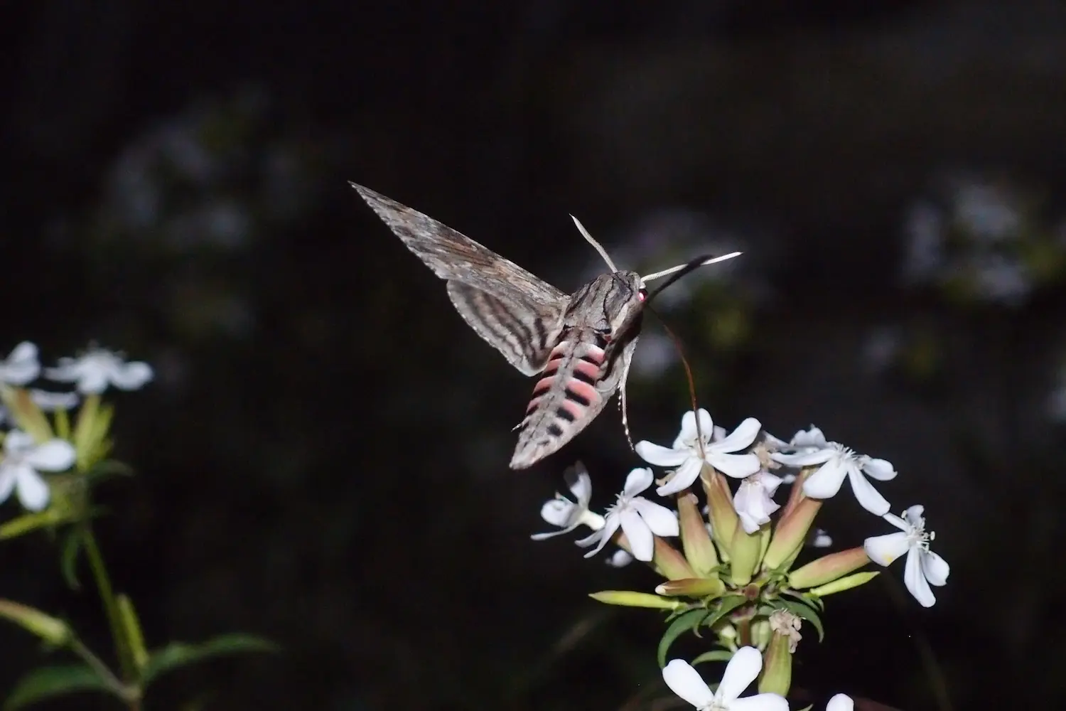 Le sphinx du liseron — photo 5