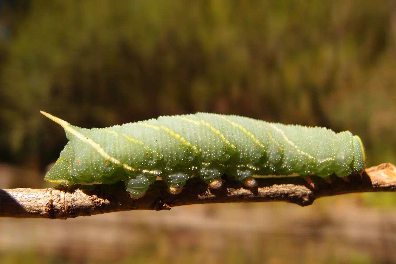 Le sphinx du peuplier — photo 2