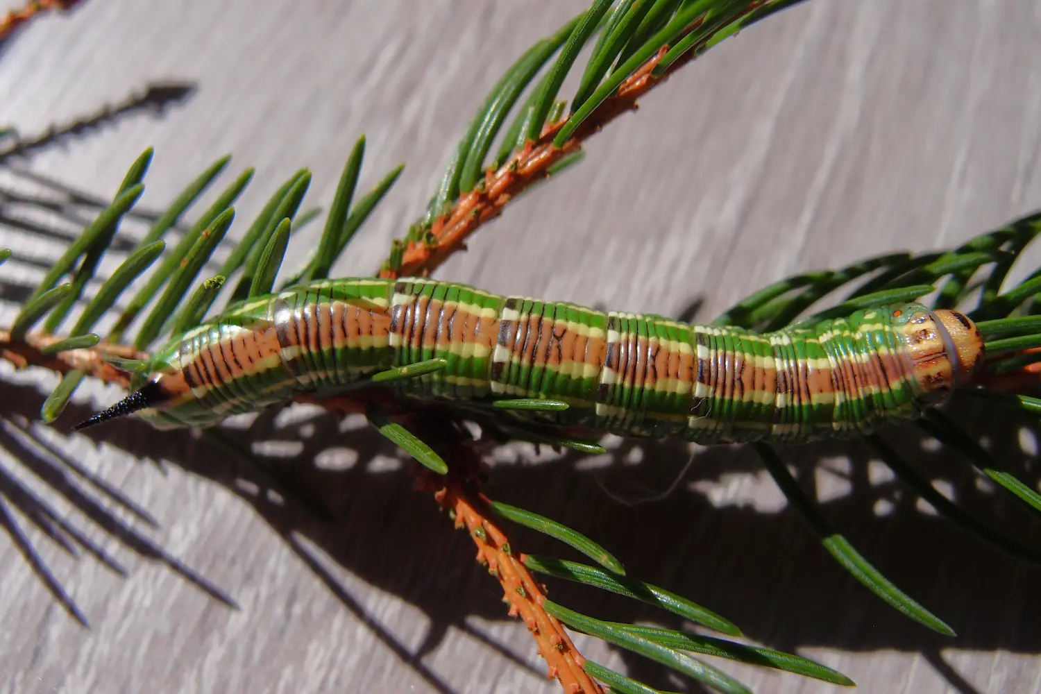 Le sphinx du pin — photo 3