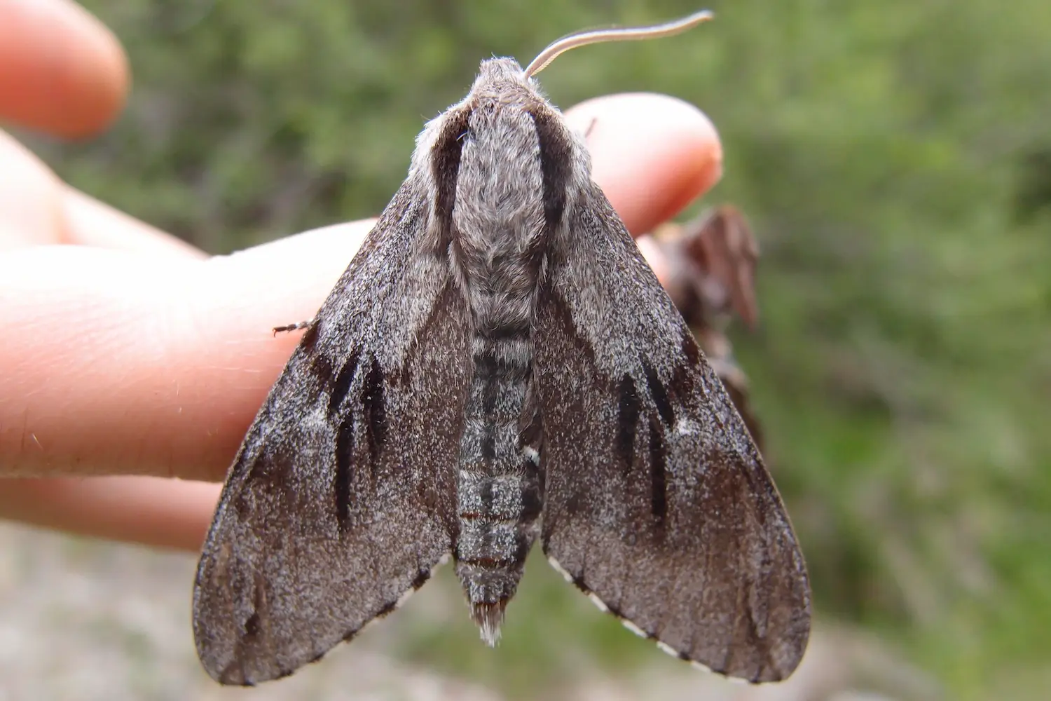 Le sphinx du pin — photo 4