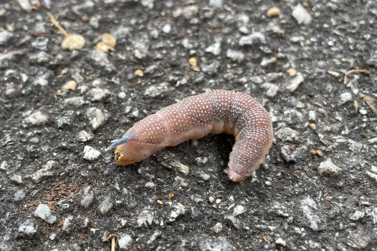 Le sphinx du tilleul — photo 2