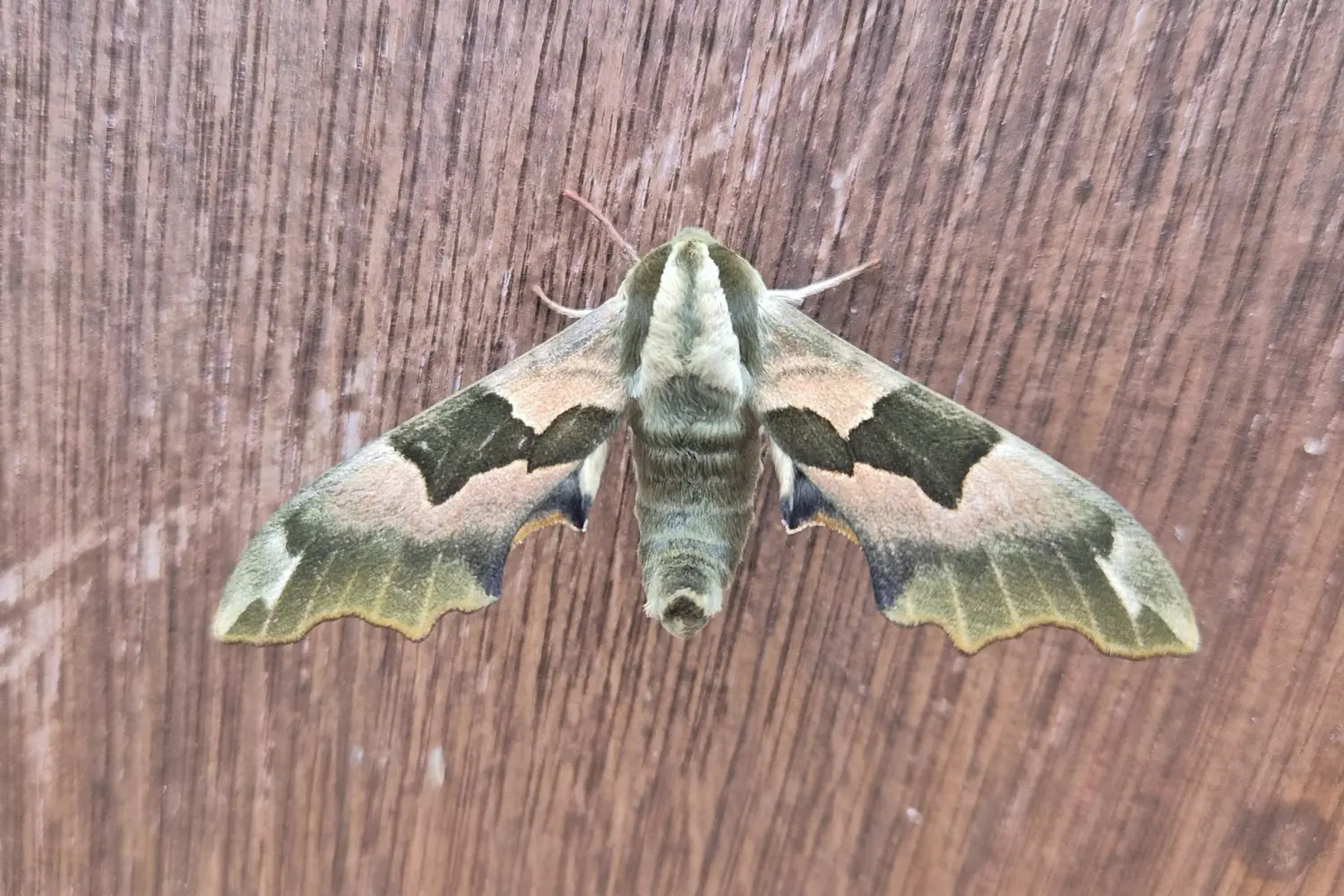 Le sphinx du tilleul — photo 3