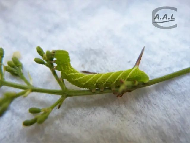 Le sphinx du troène — photo 2