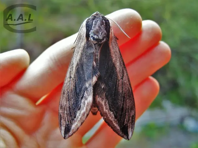 Le sphinx du troène — photo 3
