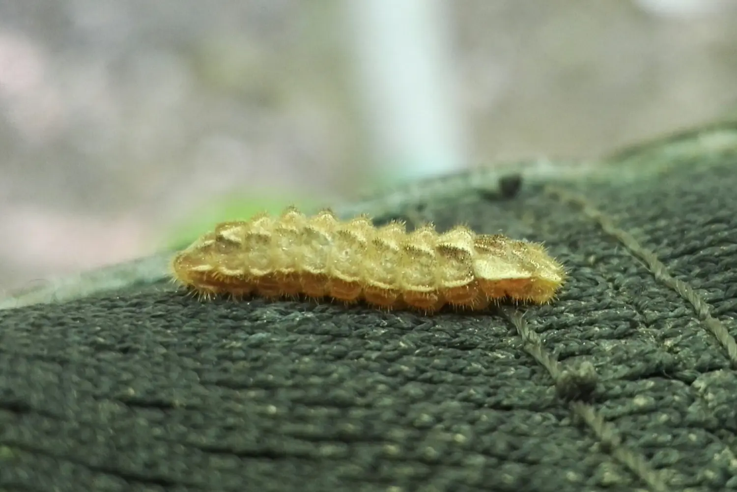 La thécla du chêne — photo 2