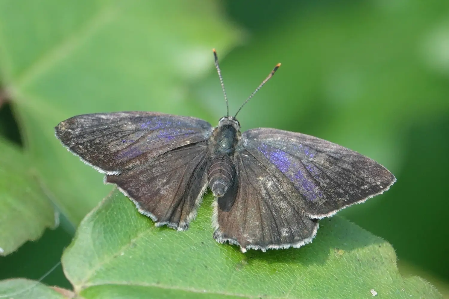 La thécla du chêne — photo 3