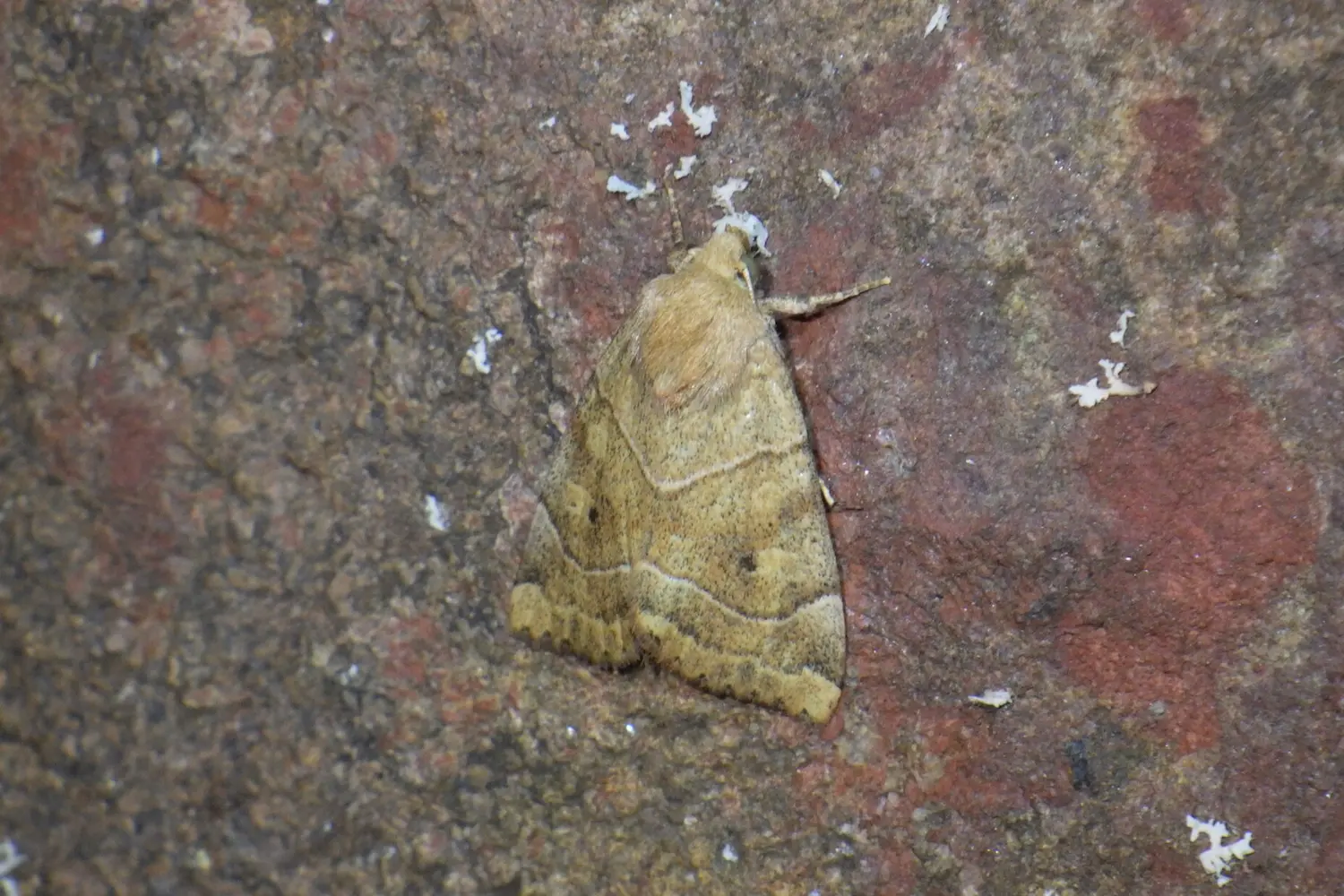 Le trapèze — photo 2