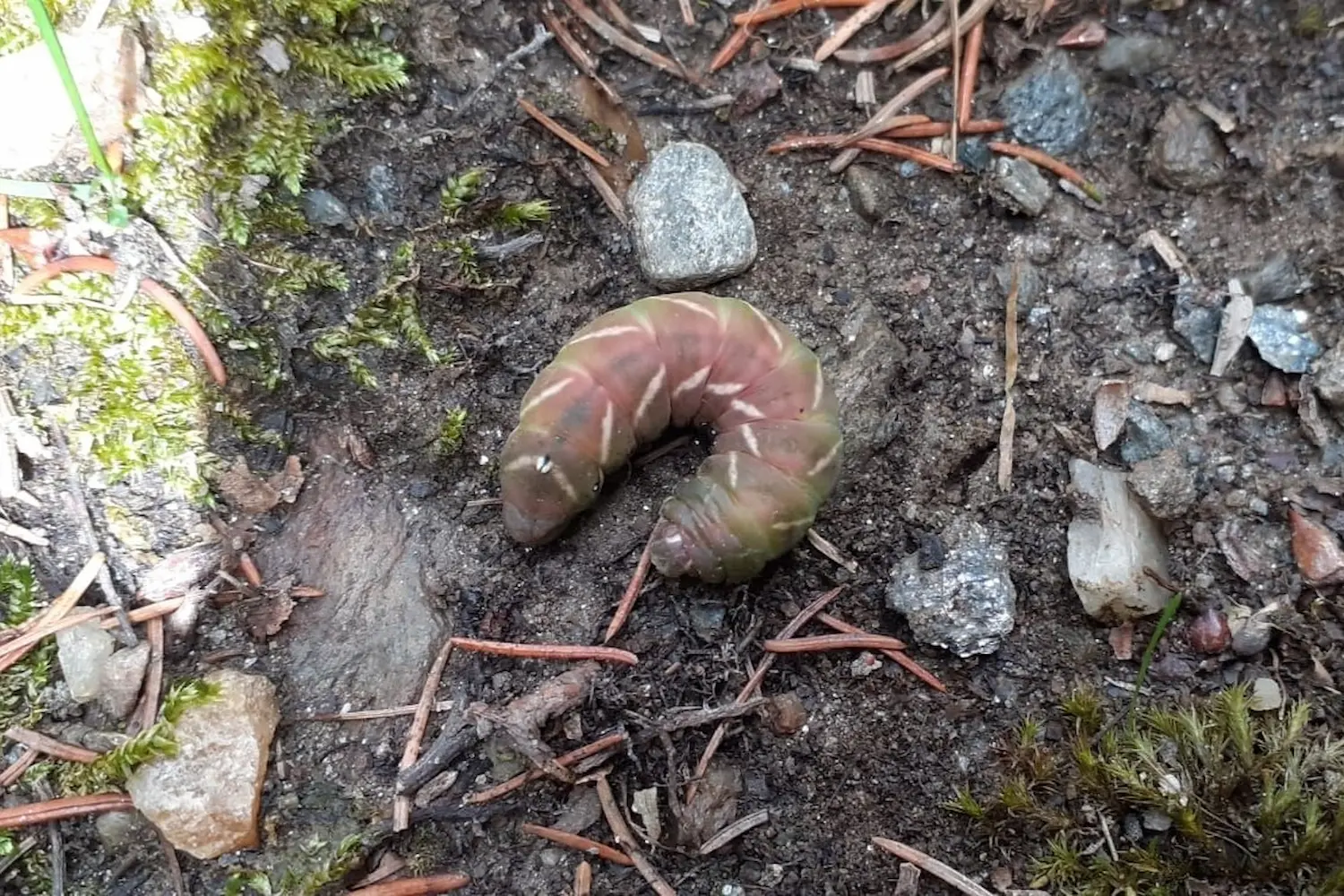 Le versicolore — photo 2