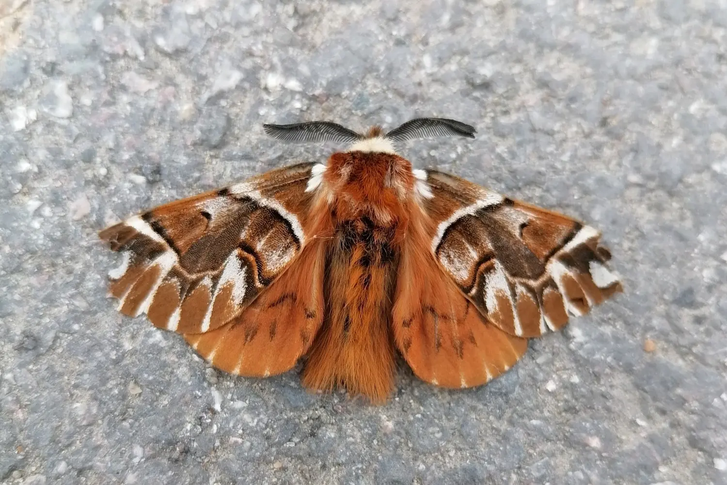 Le versicolore — photo 3