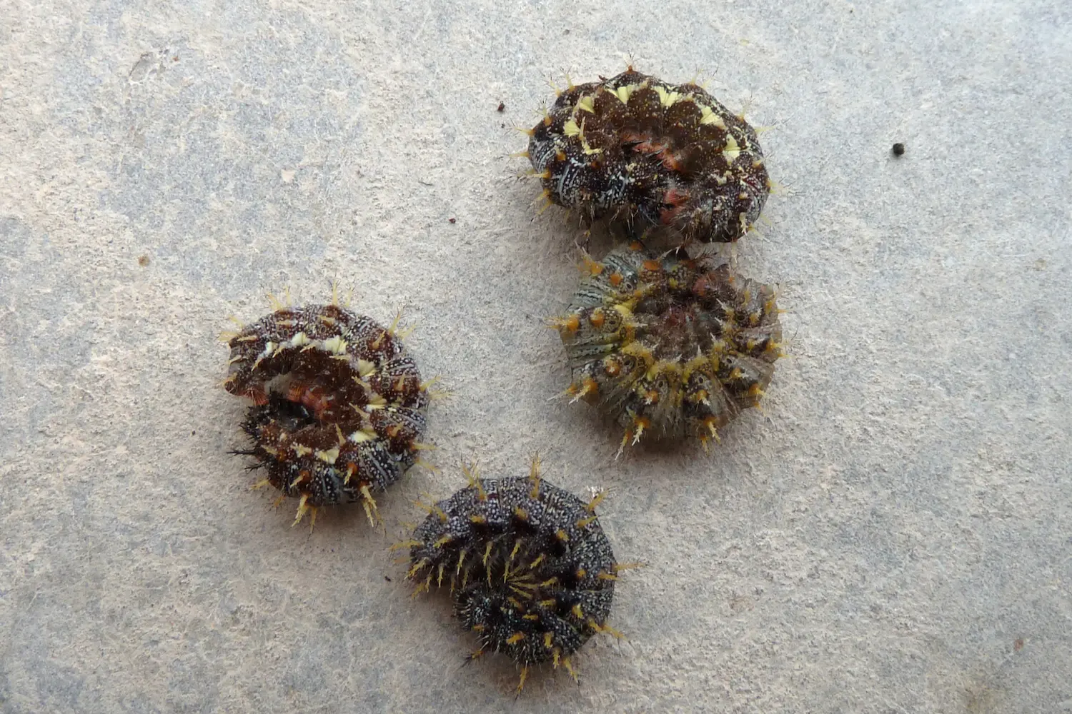 Le vulcain — photo 3