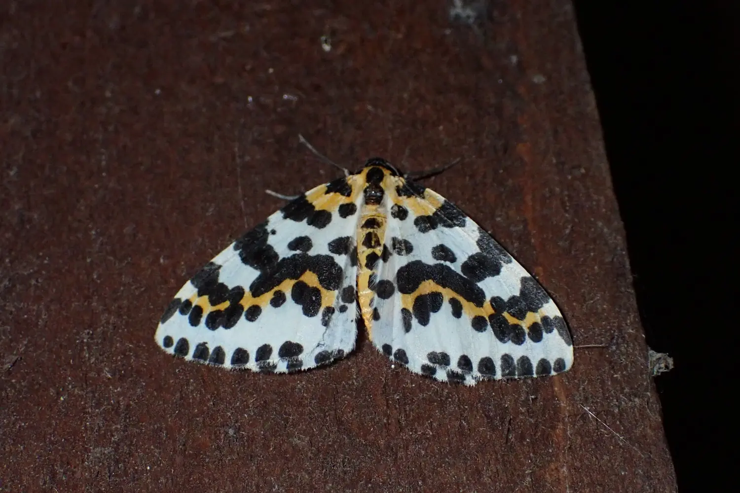 La zérène du groseillier — photo 2