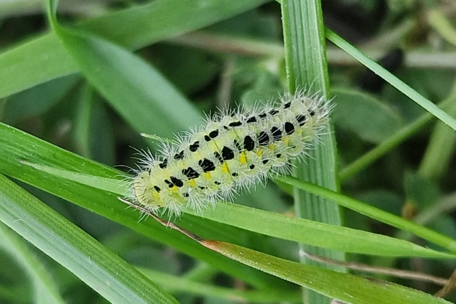 La zygène de la filipendule — photo 2