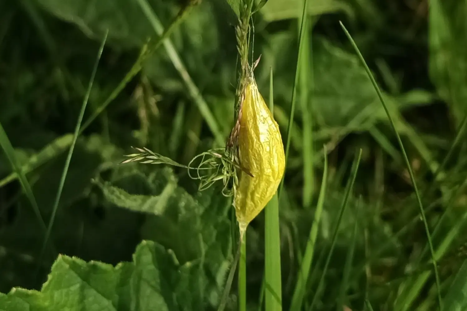 La zygène de la filipendule — photo 3